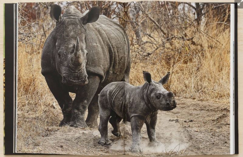 Livro Expedição Savana Africana